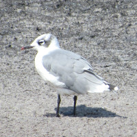 Franklin's Gull